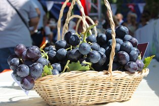 Daily Tekirdag Vineyards Excursions Departure from Istanbul 