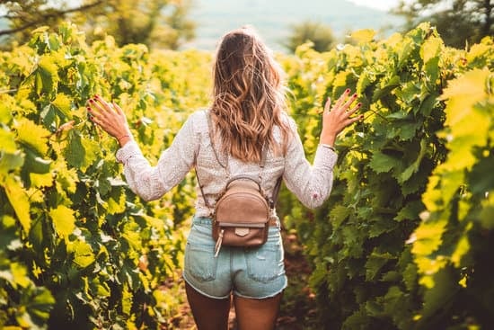 Daily Tekirdag Vineyards Excursions Departure from Istanbul 