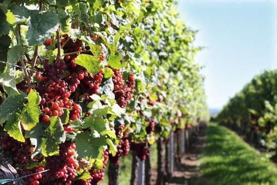 Daily Tekirdag Vineyards Excursions Departure from Istanbul 