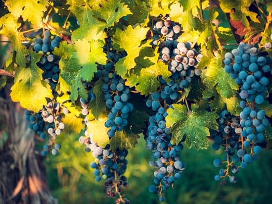 Daily Tekirdag Vineyards Excursions Departure from Istanbul 